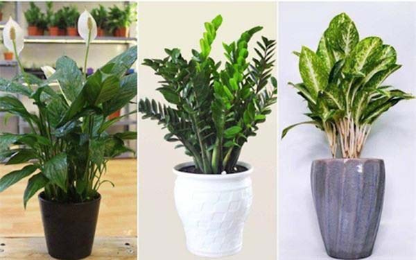 Về nhà mới mua cây gì tốt cho gia chủ